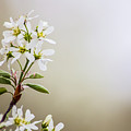 Spring Is Bursting Out All Over