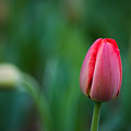 Spring Tulips Red