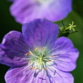 Its Just a Walk in the Park Purple Flower Springtime Minnesota